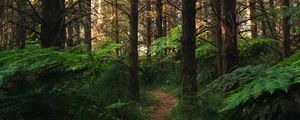 Preview wallpaper forest, path, fern, trees