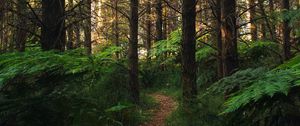 Preview wallpaper forest, path, fern, trees