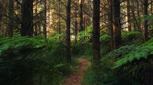 Preview wallpaper forest, path, fern, trees