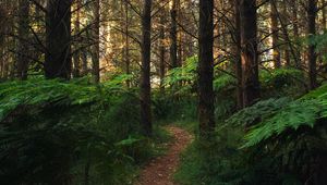 Preview wallpaper forest, path, fern, trees