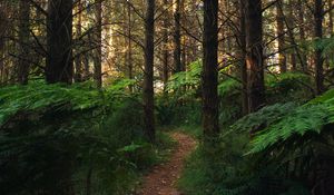 Preview wallpaper forest, path, fern, trees