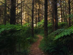 Preview wallpaper forest, path, fern, trees