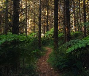 Preview wallpaper forest, path, fern, trees