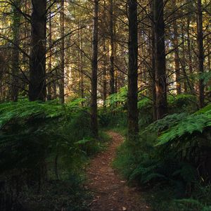 Preview wallpaper forest, path, fern, trees