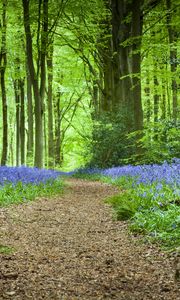 Preview wallpaper forest, path, flowers, spring