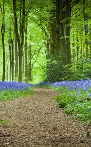Preview wallpaper forest, path, flowers, spring