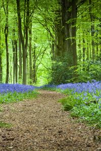Preview wallpaper forest, path, flowers, spring