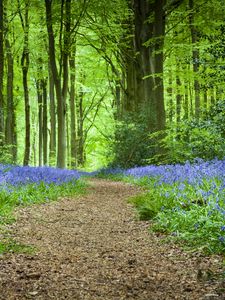 Preview wallpaper forest, path, flowers, spring