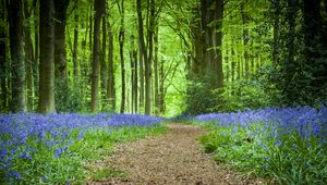 Preview wallpaper forest, path, flowers, spring