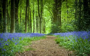 Preview wallpaper forest, path, flowers, spring