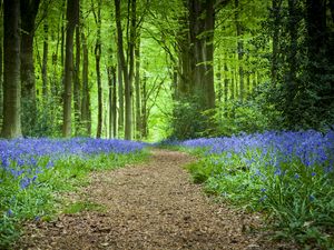 Preview wallpaper forest, path, flowers, spring