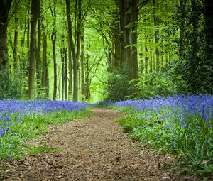 Preview wallpaper forest, path, flowers, spring