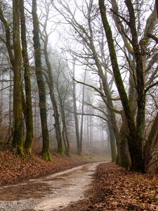 Preview wallpaper forest, path, fog, trees, autumn, fallen leaves, nature