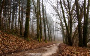 Preview wallpaper forest, path, fog, trees, autumn, fallen leaves, nature