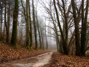 Preview wallpaper forest, path, fog, trees, autumn, fallen leaves, nature