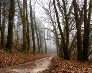 Preview wallpaper forest, path, fog, trees, autumn, fallen leaves, nature