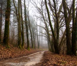 Preview wallpaper forest, path, fog, trees, autumn, fallen leaves, nature