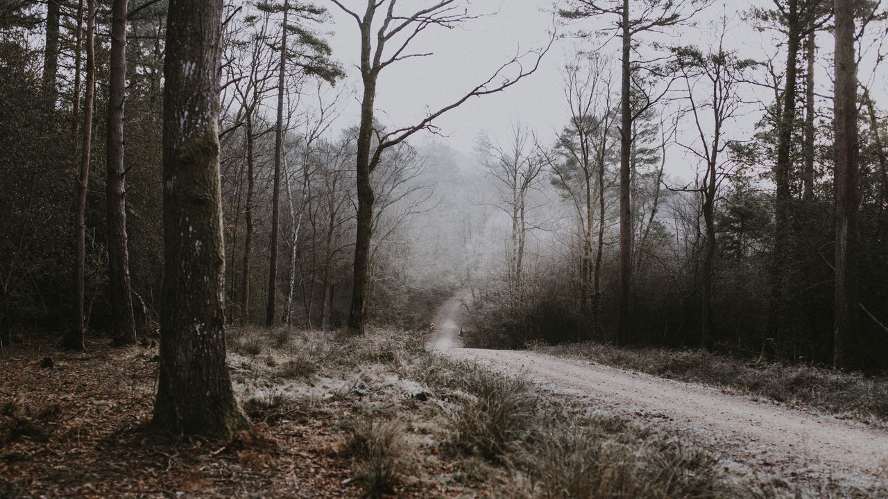 Wallpaper forest, path, fog, trees, frost, autumn