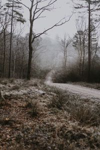 Preview wallpaper forest, path, fog, trees, frost, autumn