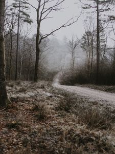 Preview wallpaper forest, path, fog, trees, frost, autumn