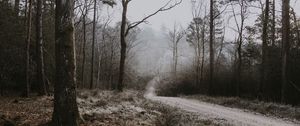 Preview wallpaper forest, path, fog, trees, frost, autumn