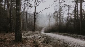 Preview wallpaper forest, path, fog, trees, frost, autumn