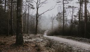 Preview wallpaper forest, path, fog, trees, frost, autumn