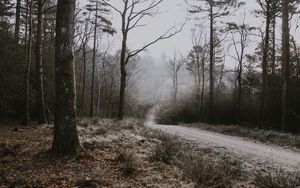 Preview wallpaper forest, path, fog, trees, frost, autumn