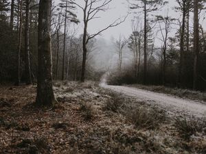 Preview wallpaper forest, path, fog, trees, frost, autumn