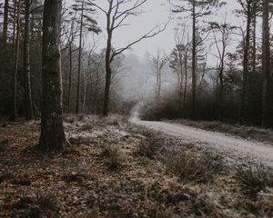 Preview wallpaper forest, path, fog, trees, frost, autumn