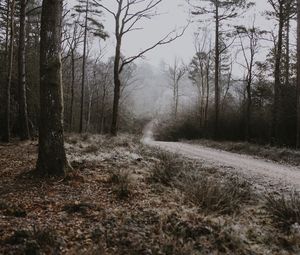 Preview wallpaper forest, path, fog, trees, frost, autumn