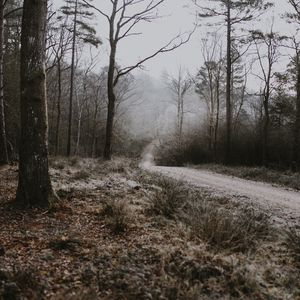 Preview wallpaper forest, path, fog, trees, frost, autumn