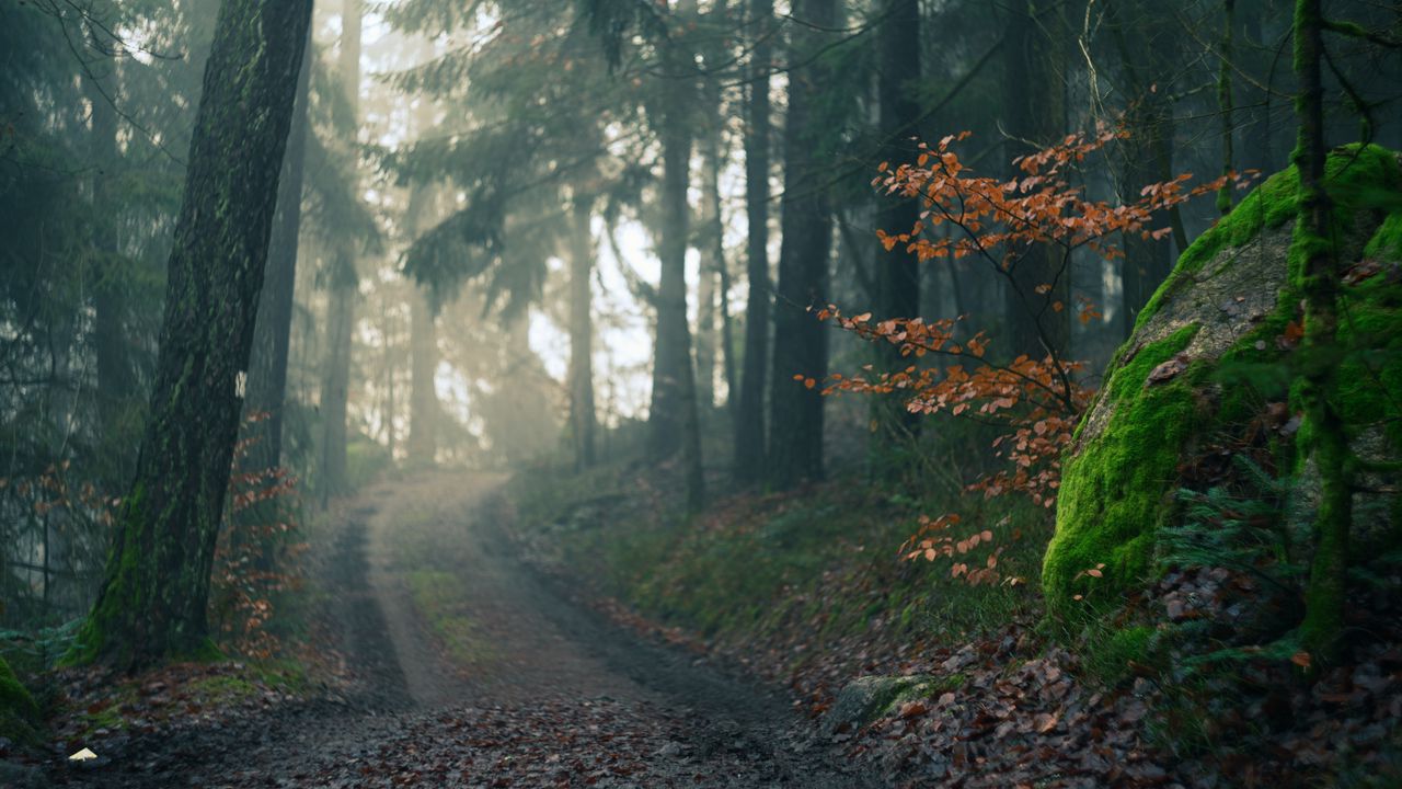 Wallpaper forest, path, fog, landscape