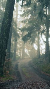 Preview wallpaper forest, path, fog, landscape