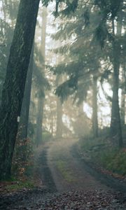 Preview wallpaper forest, path, fog, landscape