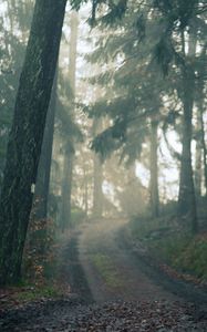 Preview wallpaper forest, path, fog, landscape