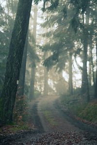 Preview wallpaper forest, path, fog, landscape