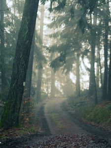 Preview wallpaper forest, path, fog, landscape