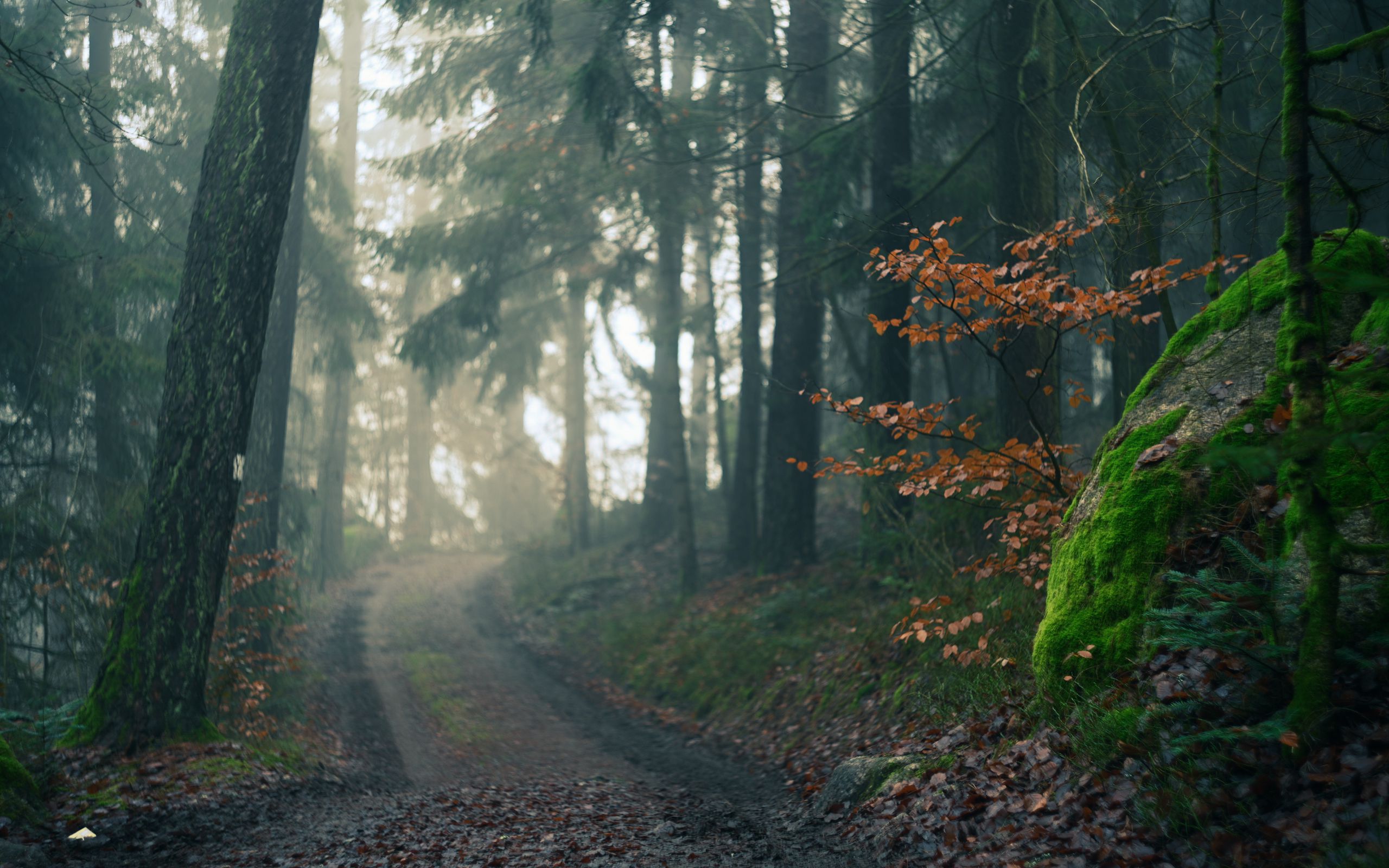 2560x1600 Wallpaper forest, path, fog, landscape