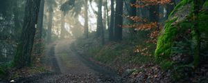 Preview wallpaper forest, path, fog, landscape