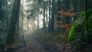 Preview wallpaper forest, path, fog, landscape