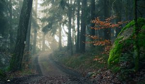 Preview wallpaper forest, path, fog, landscape