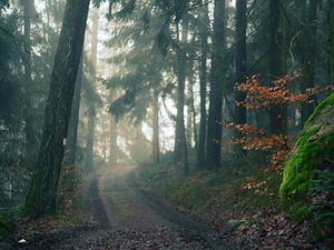 Preview wallpaper forest, path, fog, landscape