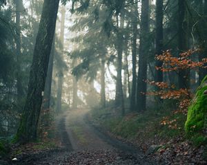 Preview wallpaper forest, path, fog, landscape