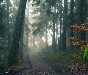 Preview wallpaper forest, path, fog, landscape