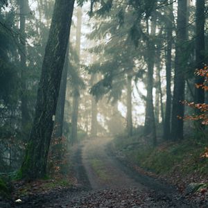 Preview wallpaper forest, path, fog, landscape