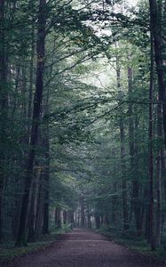 Preview wallpaper forest, path, fog, trees, mist