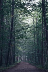 Preview wallpaper forest, path, fog, trees, mist