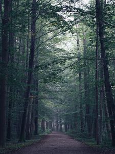 Preview wallpaper forest, path, fog, trees, mist