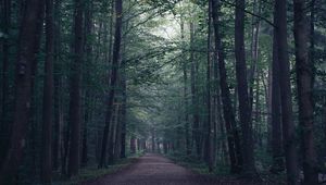 Preview wallpaper forest, path, fog, trees, mist